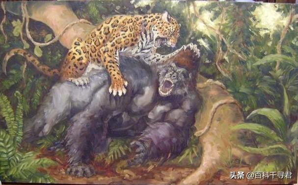 山地大猩猩:为什么感觉花豹经常能轻易杀死黑猩猩和大猩猩并且捕食？
