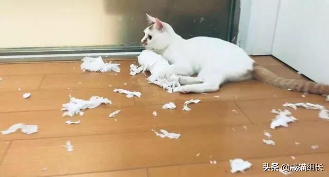 闷猫:猫喜欢吃塑料，该怎么办？