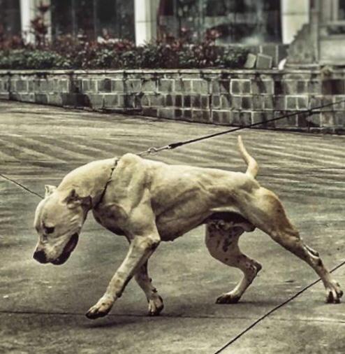 杜高犬打猎可以当头狗吗:世界上最凶悍的猎犬是什么？