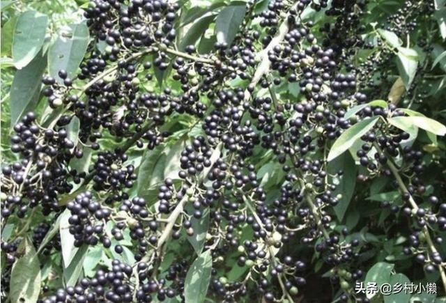 什么食品可以放10年以上还可以吃？插图59