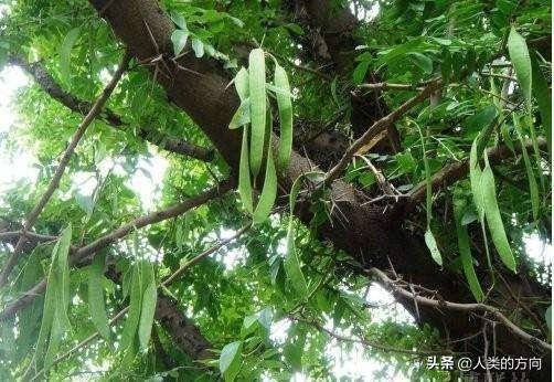 豆科植物有哪些:豆科植物有哪几种 据说豆科植物很奇葩，有树也有草，真的吗？
