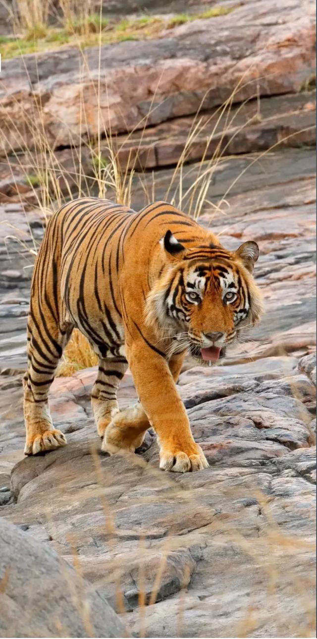 您知道家鹅的祖先是什么动物吗:老虎、狮子、猫和豹子属于猫科动物，它们的祖先是什么动物呢？