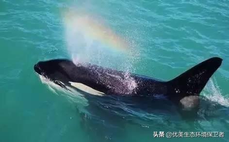 矛齿鲸生物:经常听说鲨鱼伤人，但为什么很少听说鲸鱼伤人？