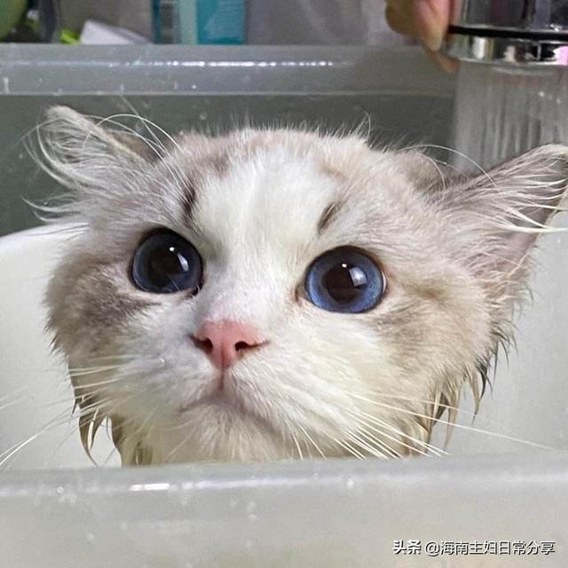 伯曼猫吧:伯曼猫和暹罗猫 布偶猫是一个不错的猫种吗？