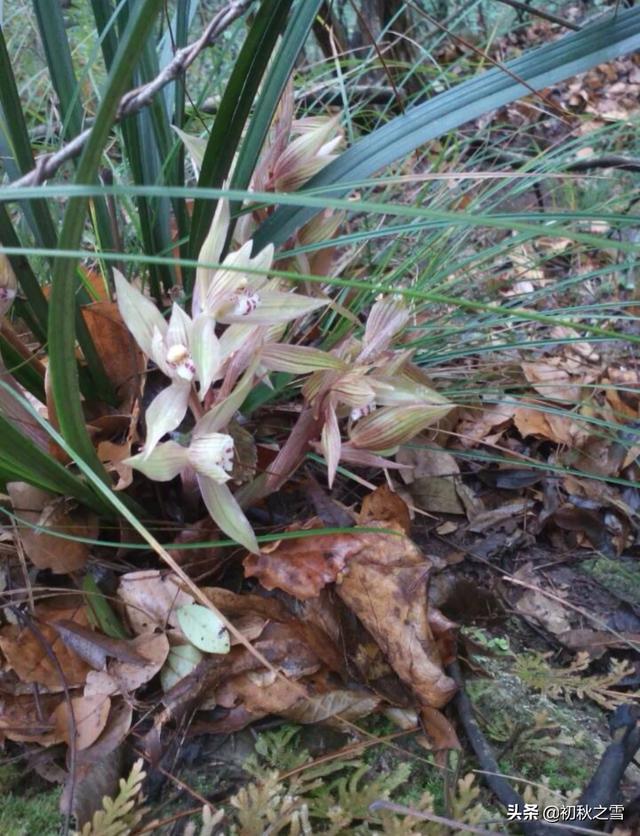 四川达州春兰花:什么时候种植春兰比较合理？