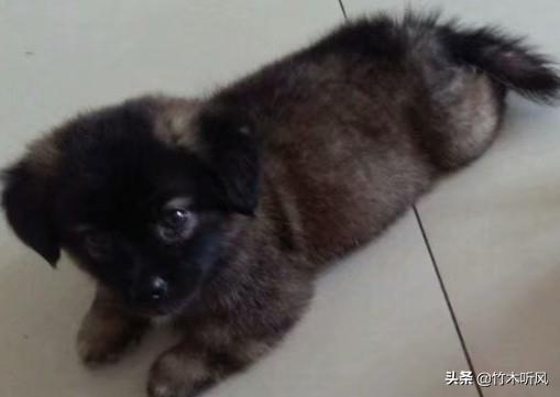 黑色金毛犬:金毛生的小黑狗价格高不高呢？
