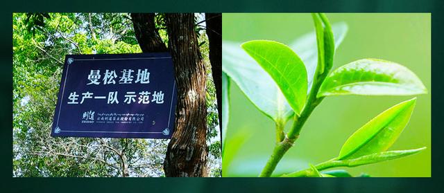 什么茶好,想存些茶，什么茶比较好？