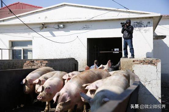 哈尔滨华隆狐狸饲料:国家新规，现在鼓励养猪，明年猪价是否会大跌呢？