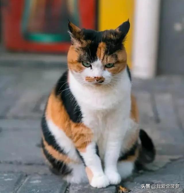 折耳虎斑猫的特点:各位大神这是啥猫？品相如何？