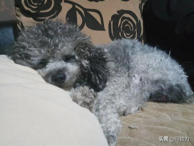 狗钩虫病:泰迪有寄生虫时会有什么症状？ 狗钩虫病症状