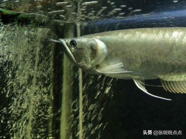 银龙鱼的饲养与观赏:养银龙鱼需要什么样的水？