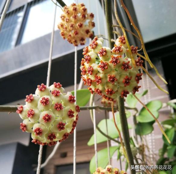 球兰图片:家庭球兰该怎么养？怎么让它开花？