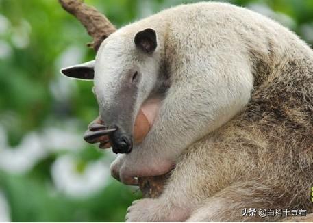 有哪些看起来战五渣，实际战斗力爆表的生物？