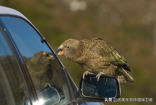 无花果鹦鹉图片:无花果啥作用、什么习性？怎么种？它是怎样授粉的呢？ 双眼无花果鹦鹉