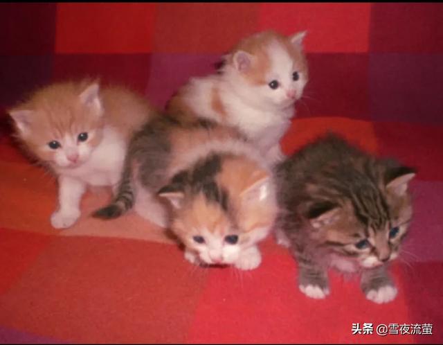 卡尔特猫和蓝猫生出的宝宝什么样:猫妈妈为什么会生出不同颜色的小猫？