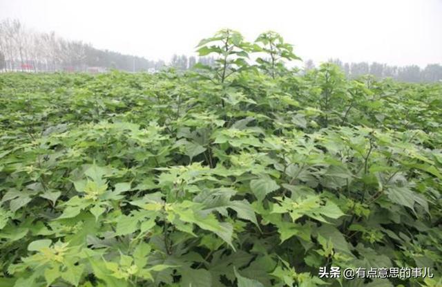 大泽树生:种植构树一次亩产量大概是多少？