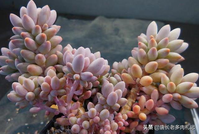 万宁魔南景天:景天的战斗实力在《仙剑》里是什么水准？