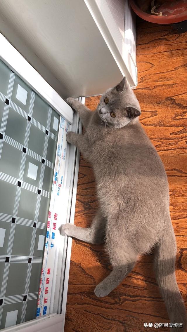 流浪猫和家猫的寿命差:是家养的猫幸福，还是流浪的猫幸福？为什么？