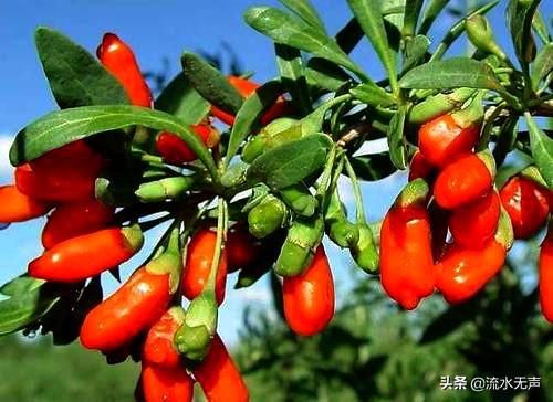 枸杞树图片:枸杞树的栽培技术有哪些？