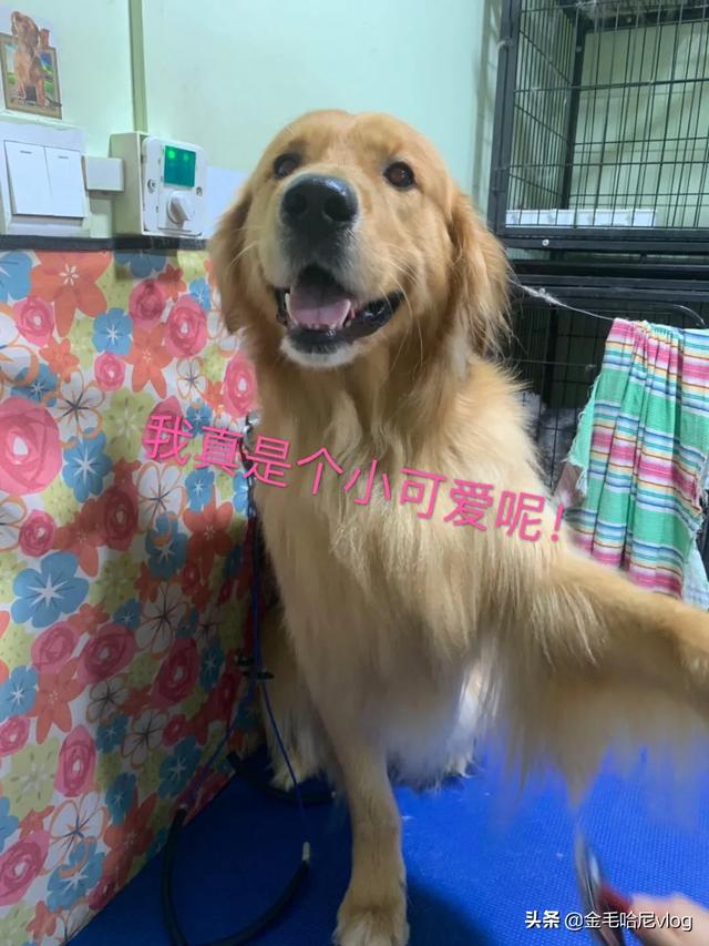 金毛犬性格:金毛有什么特点?养金毛要注意点什么？