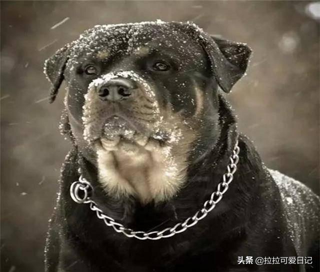 土佐斗犬能养吗:土佐犬一开始培育出来的目的是什么？为什么？