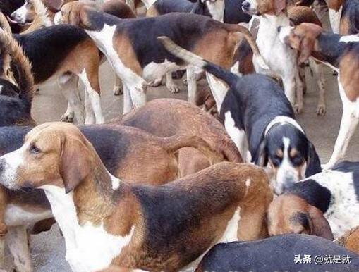 肉狗养殖可行性报告:养殖业可行性研究报告怎样写才能成功？