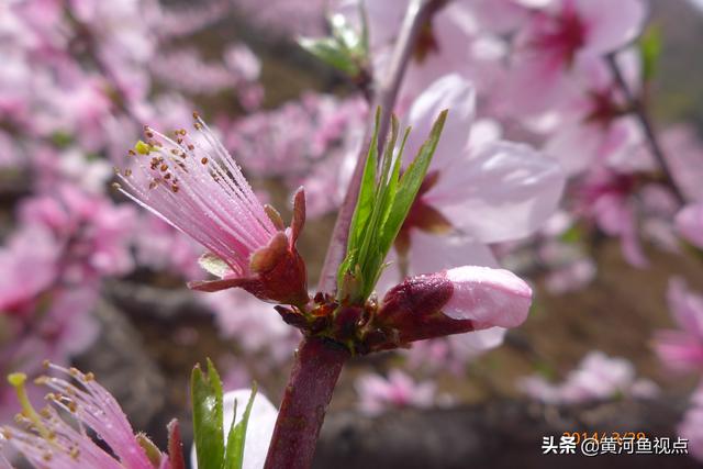 4大桃花月份;桃花2月份开花吗