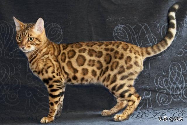 孟加拉豹猫价格为何一直在降:世界上哪一种猫最难买到？有何依据？