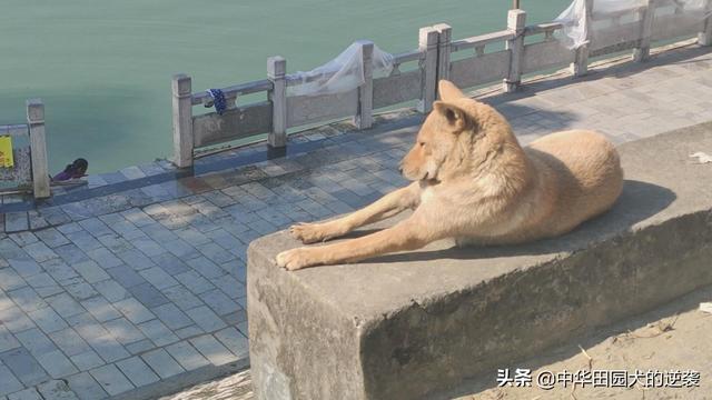 土狗图片:为什么农村的土狗，在半夜突然狂吠不止，是不是看到了什么？ 土狗图片表情包