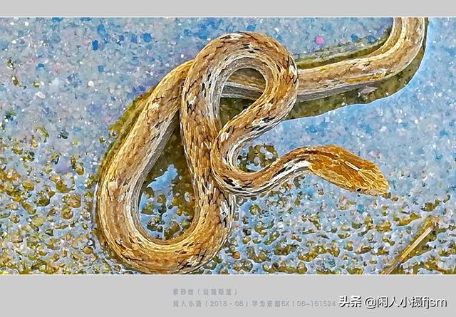 水蛇图片:你手机拍的蛇类的照片能否分享一下？