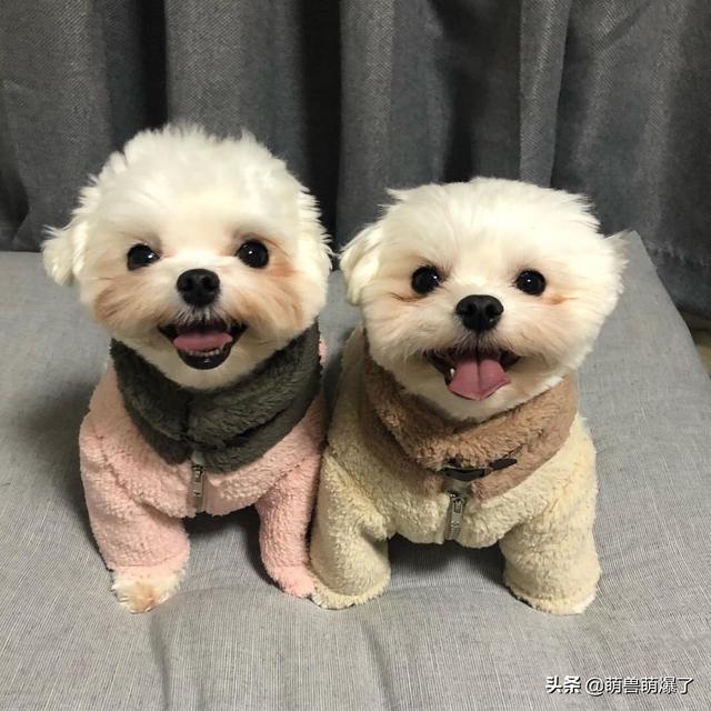 宠物安全隐患:宠物狗坐汽车副驾驶位是否违法？