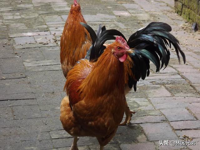 鸡大肠杆菌病临床表现:放养鸡许多病的临床表现非常相似甚至雷同，如何调查疾病？