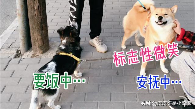 米格鲁犬遛弯能放狗绳吗:两个月的狗狗可以带它出去溜达吗？