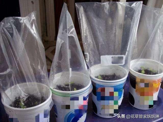 夏天要给新栽的树苗套塑料袋吗(树苗不发芽套塑料袋几天)