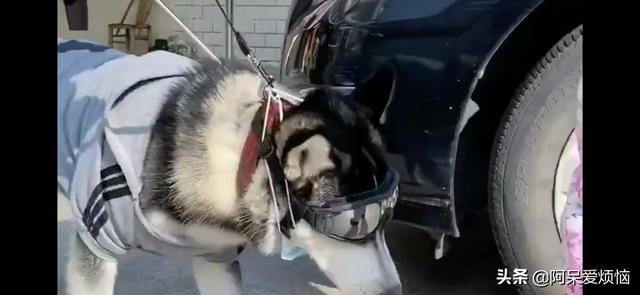 怎么治疗犬癫痫:狗狗得了脑炎有什么比较好的方法治疗？