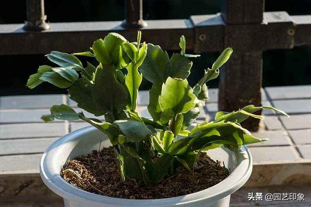 蟹爪兰图片:蟹爪兰嫁接后几天成活？我的有半个月了？不知死活？