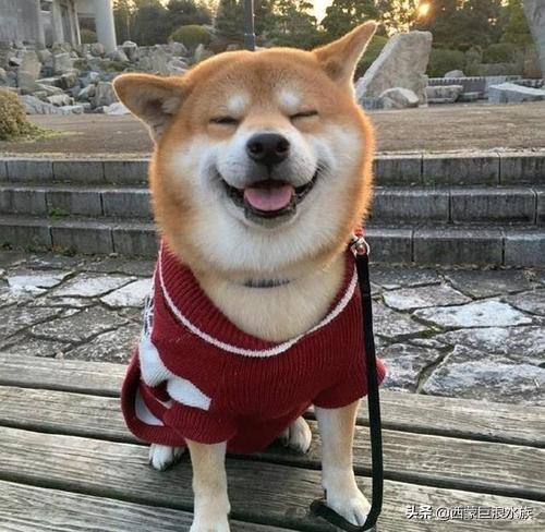 柴犬智商6:“戏精”柴犬的活动量如何，值得饲养吗？