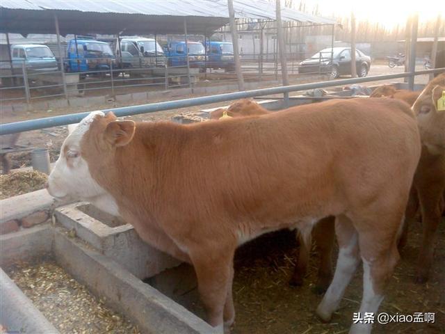 延边丰山犬基地:延吉市丰山犬养殖基地 如果立法规范肉狗市场，爱狗人士还会阻止人们吃狗吗？