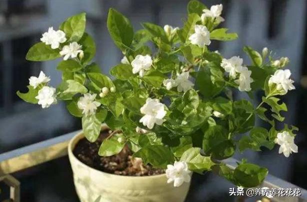 狗屎花:什么动物的粪便施肥最好？