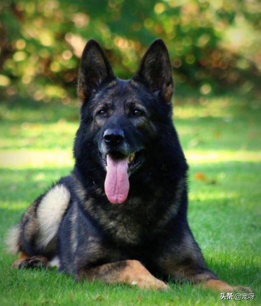 中国牧羊犬网:中国有哪些名犬，怎么样？