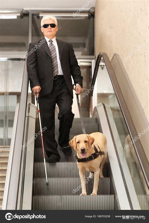 导盲犬是什么狗:拉布拉多是优秀的导盲犬，为什么饲养它的普通人很少？