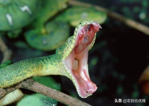 住在农村的家里出现蛇应该怎么办?