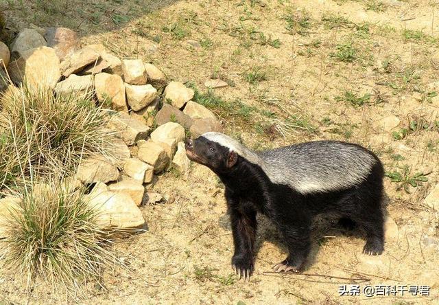 草原斑猫和亚洲野猫:这种猫叫什么？品相如何？ 草原斑猫野猫