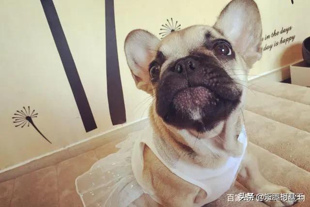 法牛犬:饲养法国斗牛犬要注意什么？