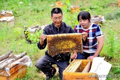 红色吸蜜鹦鹉:中蜂王台封盖后，什么时候会分蜂？