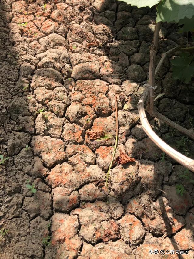 酵素菌:土壤变硬、甚至结块怎么办？