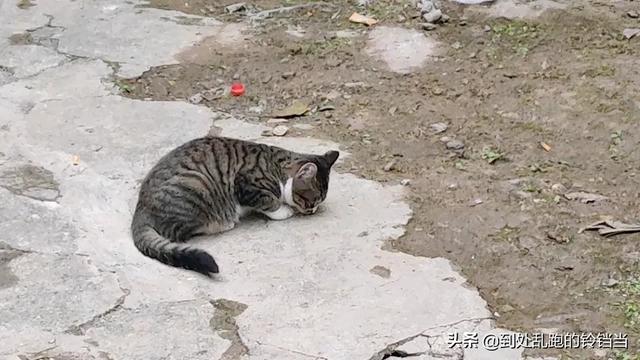 狗狗心事2在线阅读:真的有必要去当“舔狗”吗？