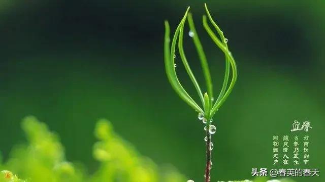 “半亩花田种光阴”怎么理解？