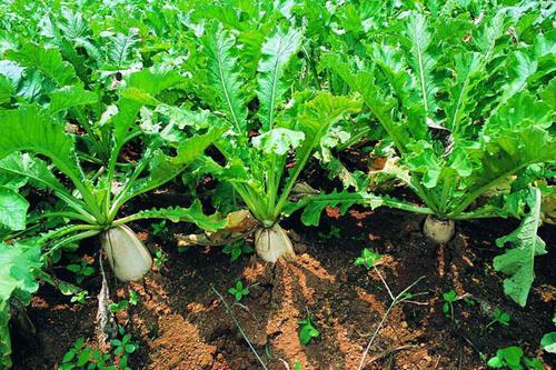 悟空问答 白萝卜种植要下几颗种子 需要疏苗吗 22个回答