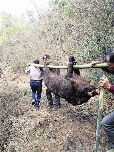 首次发现亚洲胡狼是真的吗:非洲猪瘟有多严重？为啥有人说没发现病死野猪呢？